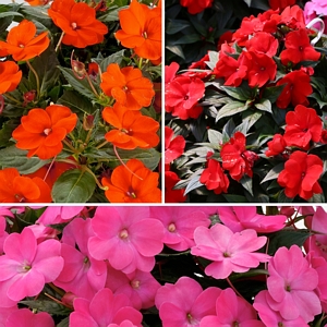 Impatiens Fireball SunPatiens